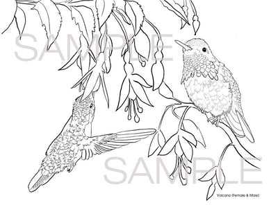 The Hummingbirds of Costa Rica Coloring Book