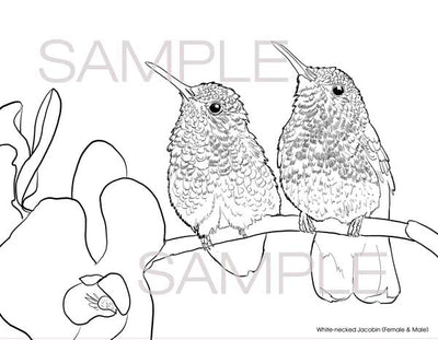 The Hummingbirds of Costa Rica Coloring Book