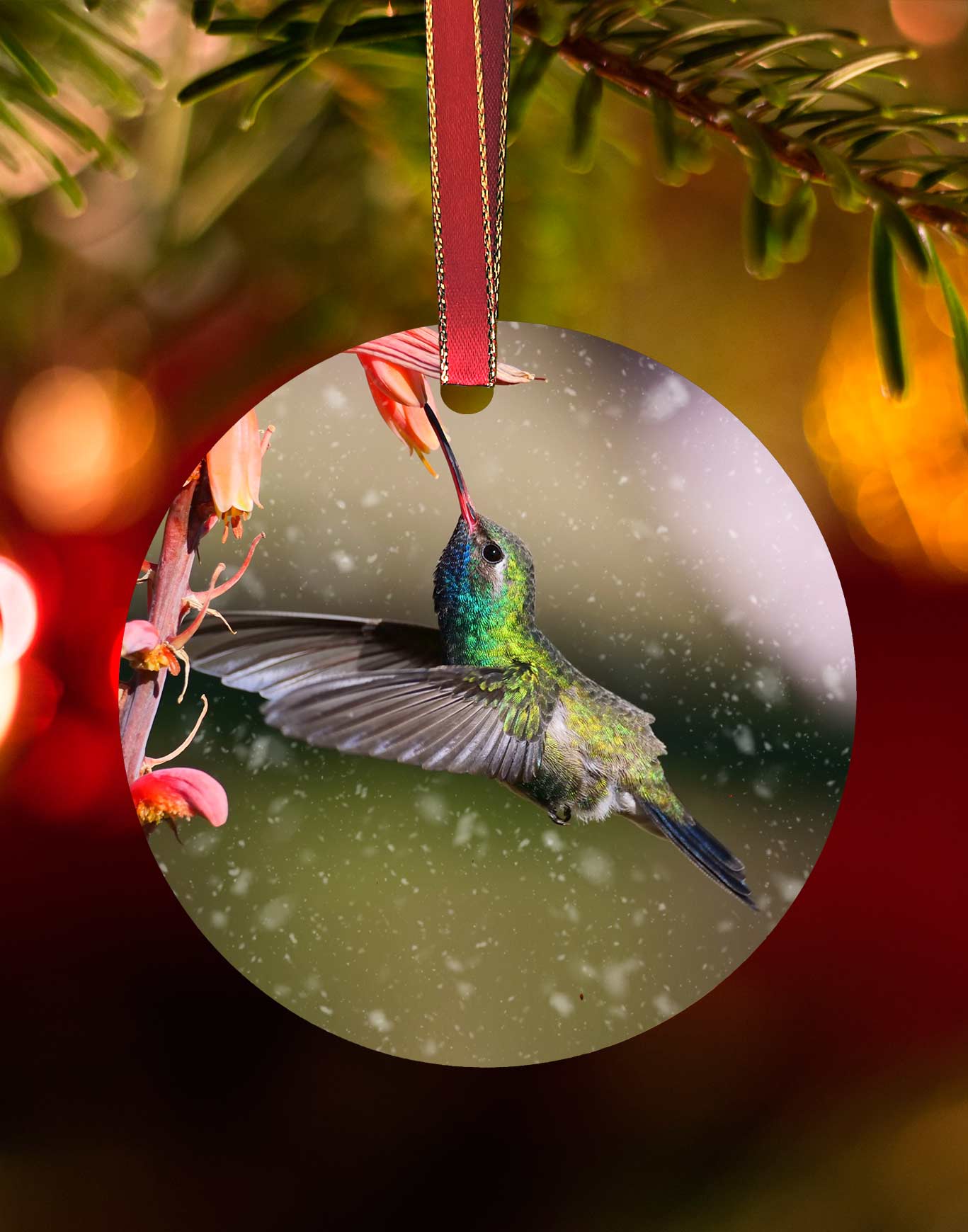 Broad-billed and Aloe
