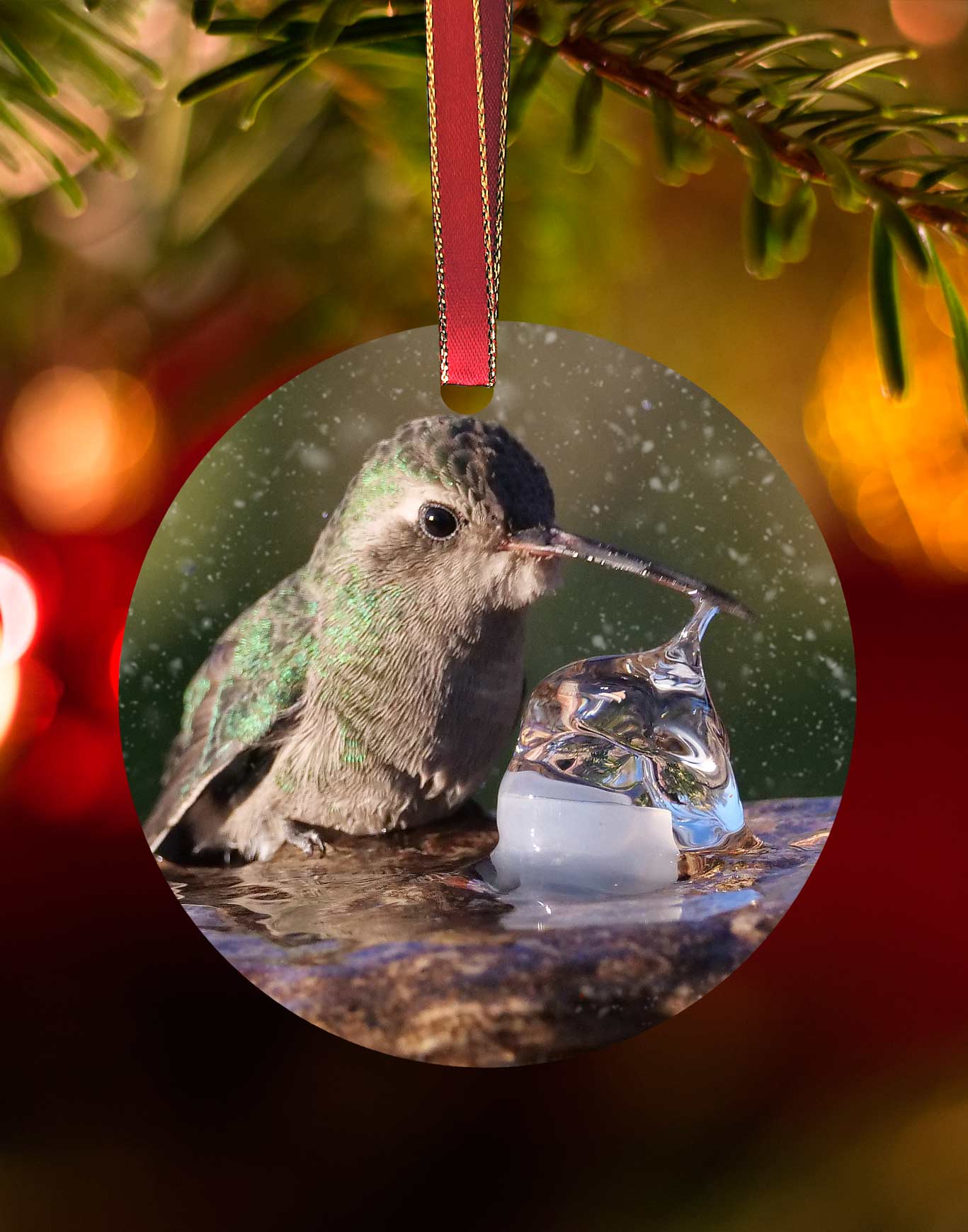 Broad-billed Girl in the Fountain