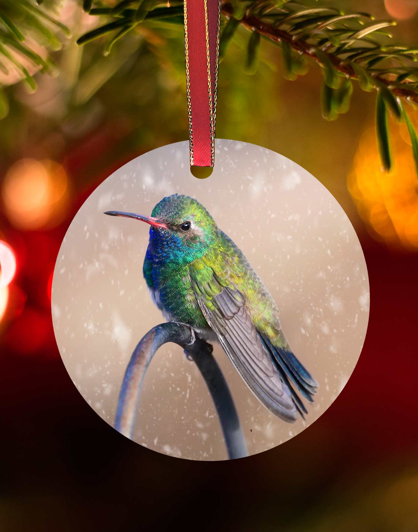 Broad-billed on a pipe