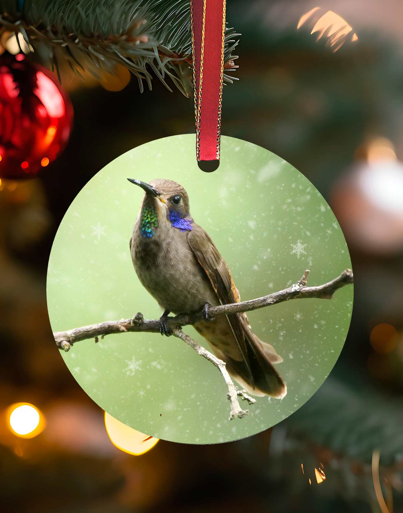 Brown Violetear from Costa Rica