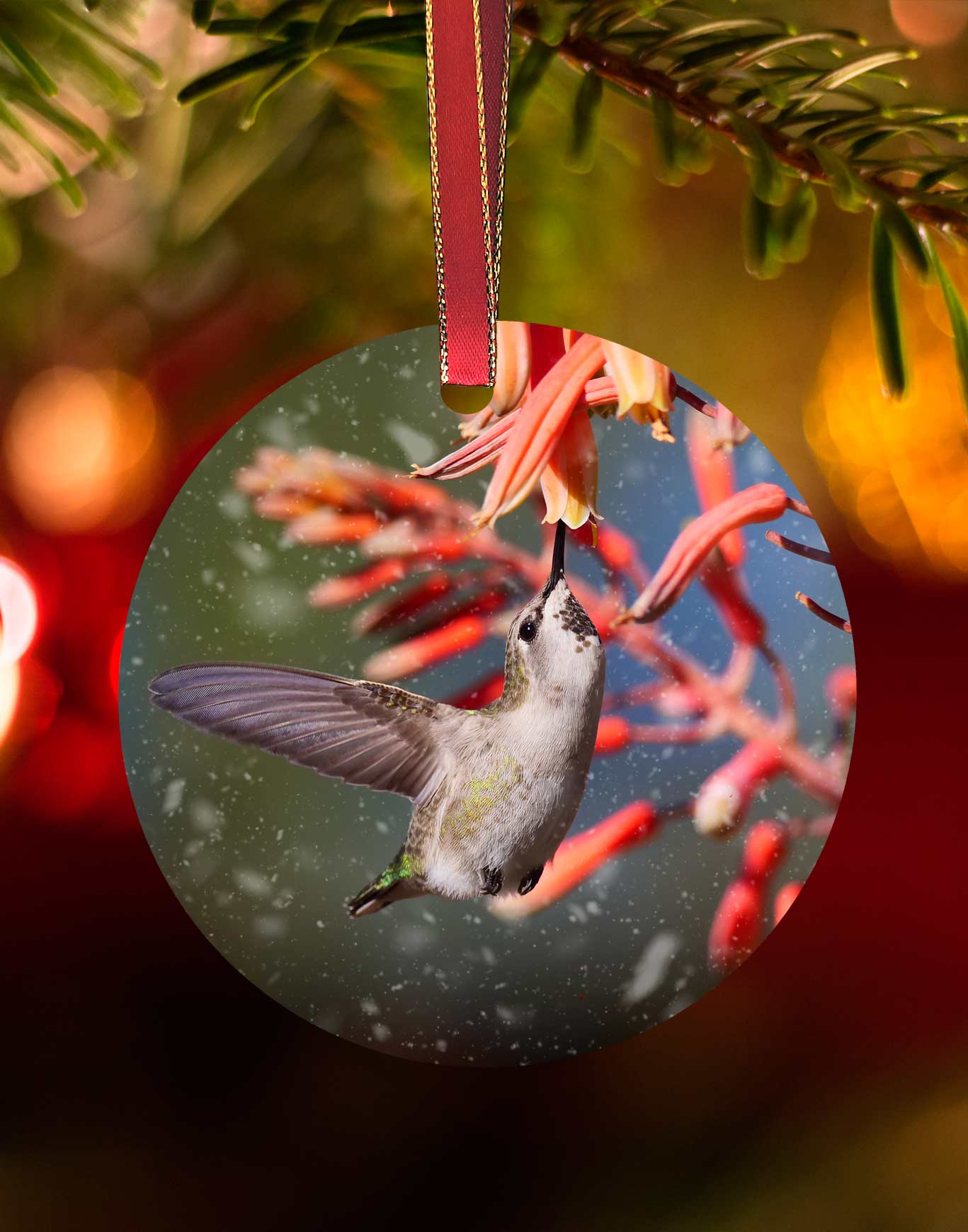 Female Costa's on Aloe