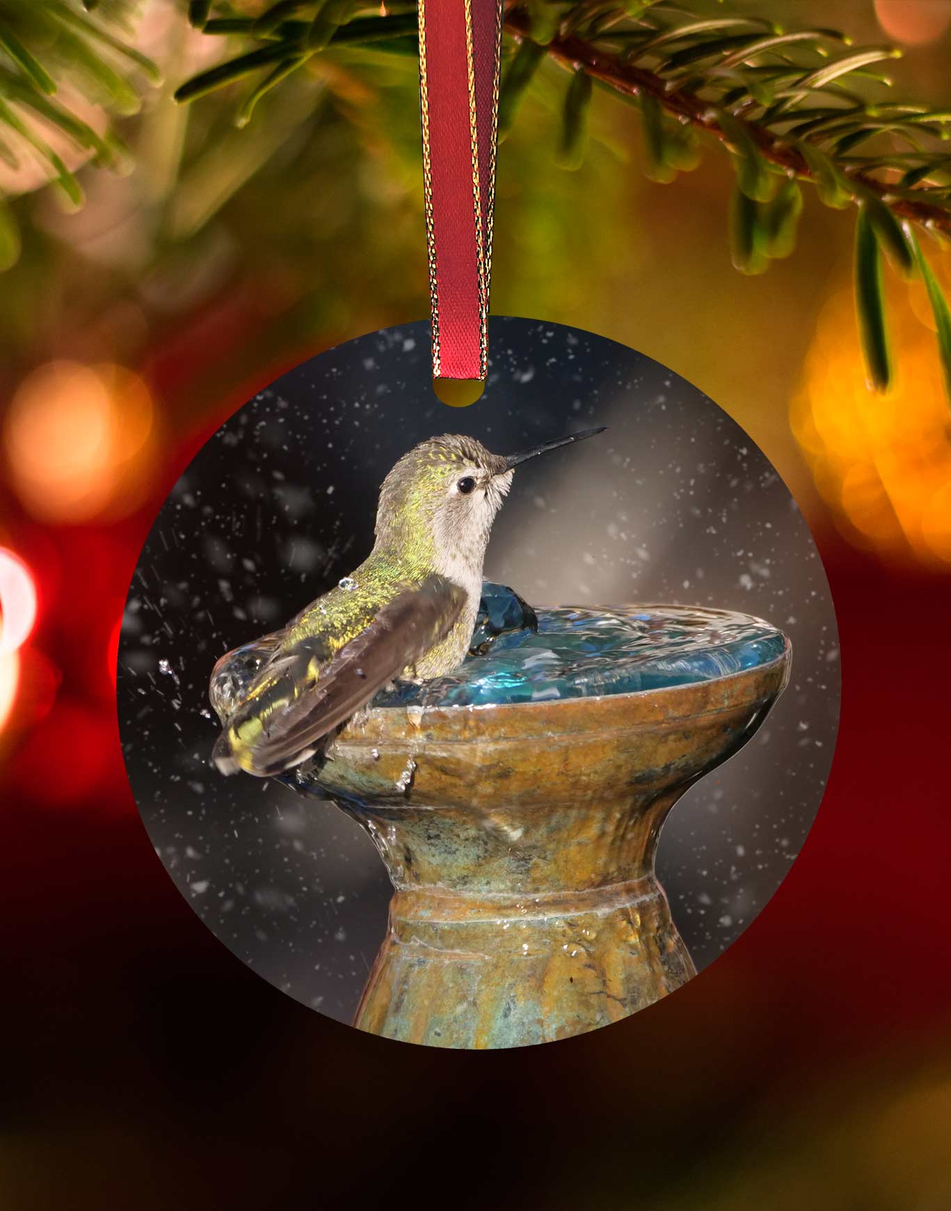 Female Costa's on The fountain