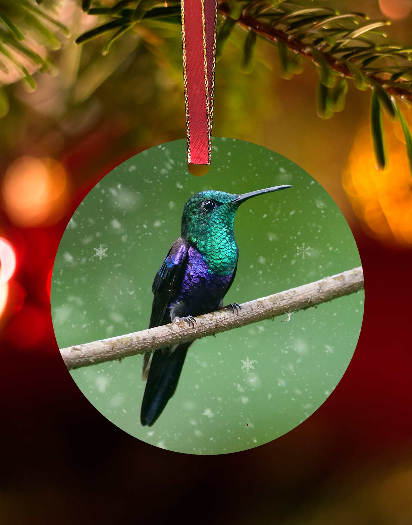 Green-Crowned Woodnymph from Costa Rica 2