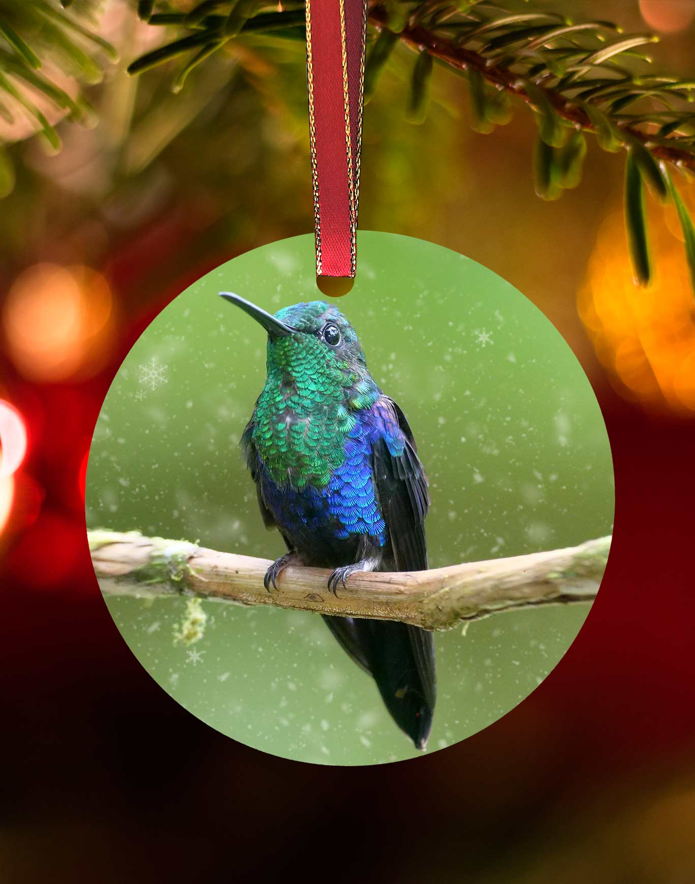Green-Crowned Woodnymph from Costa Rica
