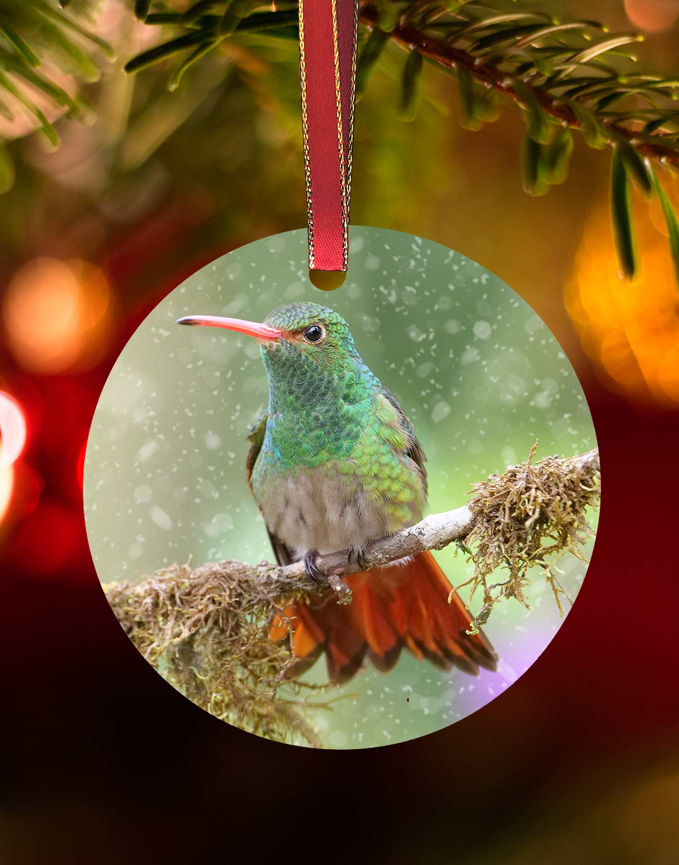 Rufous-tailed from Costa Rica