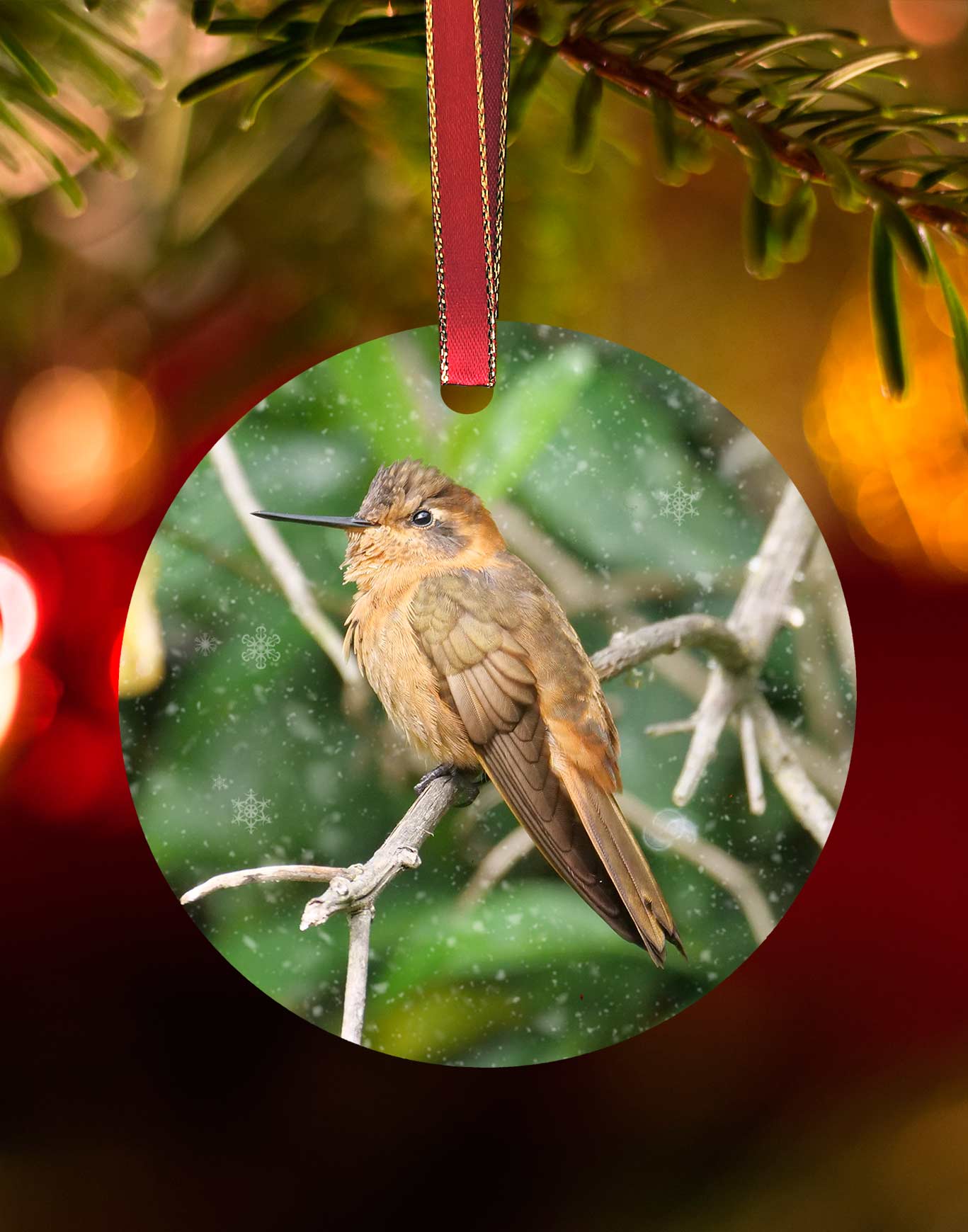 Shining Sunbeam from Equador