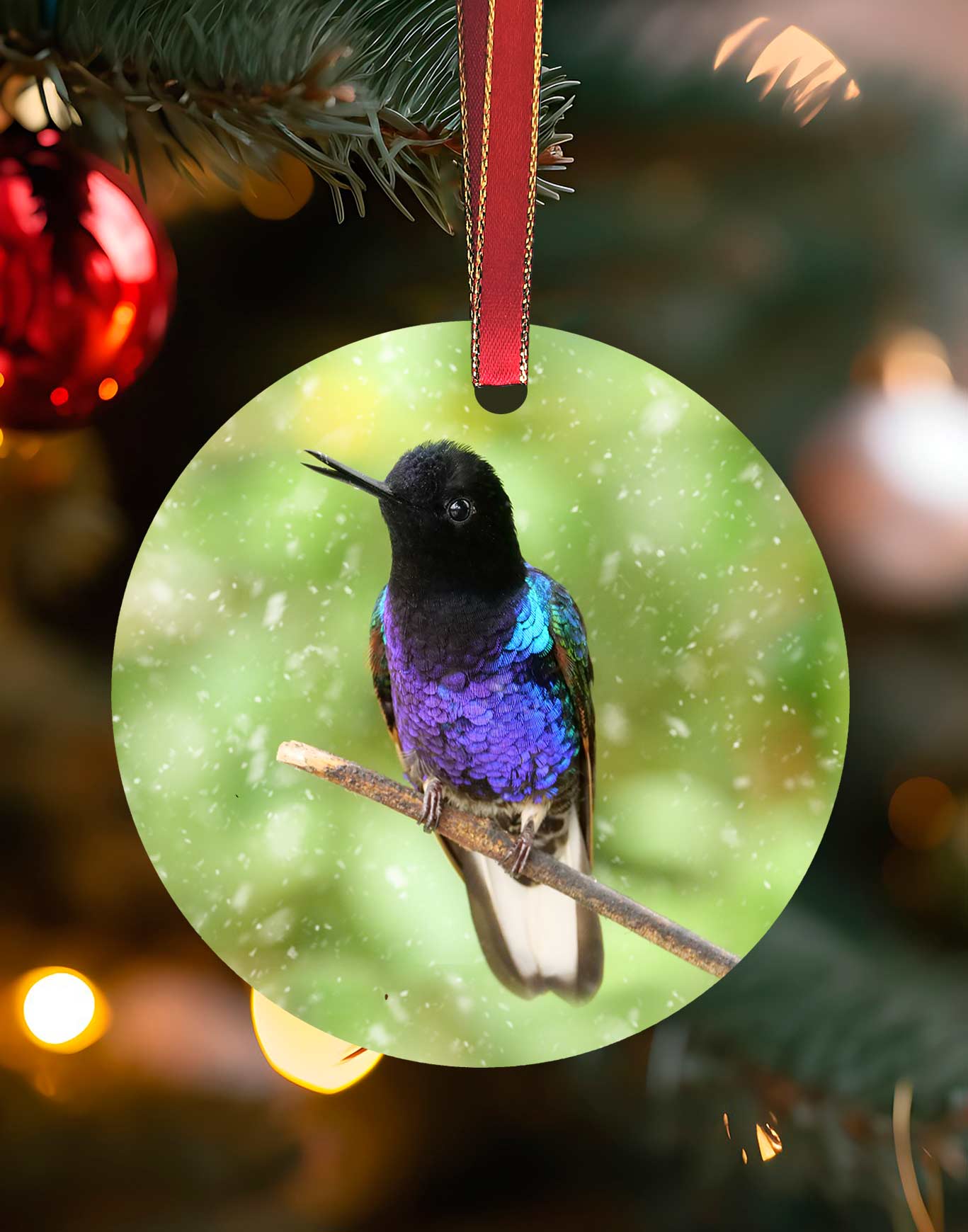 Velvet Purple-bellied Coronet in Equador