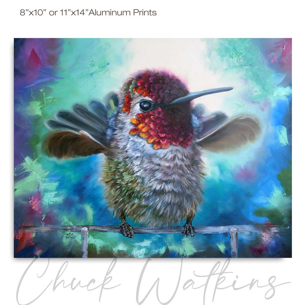 Boot Scootin' the male Anna's